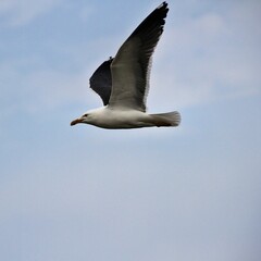 seagull in the sky