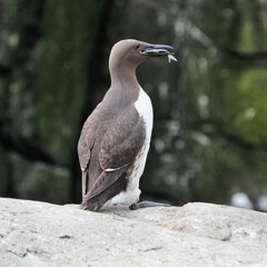 A view of a Guillemot with a fish
