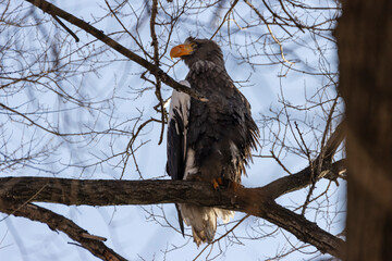 Steller's sea eagle (Haliaeetus pelagicus) sitting on a tree branch against a blue sky.