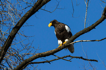 Steller's sea eagle (Haliaeetus pelagicus) sitting on a tree branch against a blue sky.