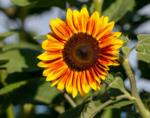 Obraz premium sunflower in the garden