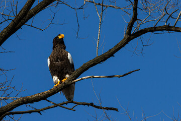 Steller's sea eagle (Haliaeetus pelagicus) sitting on a tree branch against a blue sky.