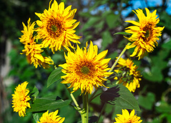 yellow sunflowers in the garden
