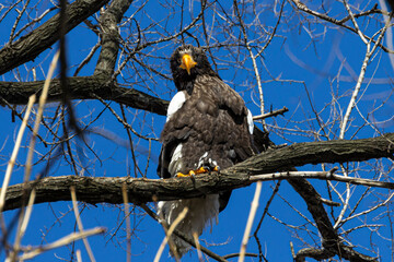Steller's sea eagle (Haliaeetus pelagicus) sitting on a tree branch against a blue sky.