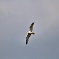 seagull in flight