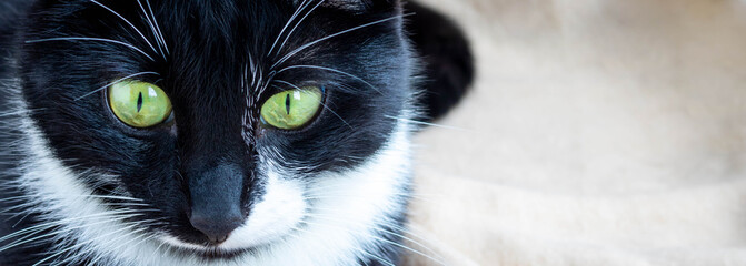 Close-up of the green eyes of a black and white cat.Space for your text