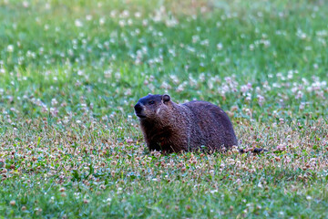 Groundhog
