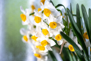 水仙の花　初春イメージ