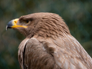 Steinadler