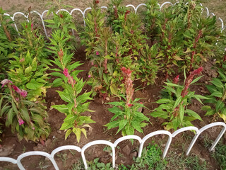 rows of green plants in garden
