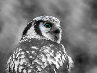 Eule mit blaue Augen