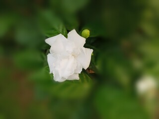  White Flower I found in the Garden