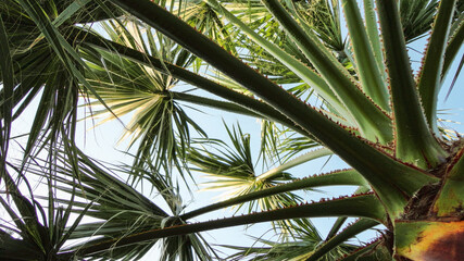 Obraz na płótnie Canvas The sharp leaves of a palm tree. Palm leaf on nature green texture background