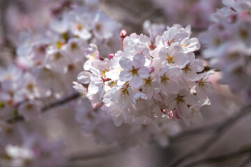 桜の花　春のイメージ