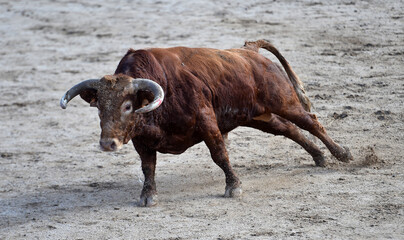 a spanish bull on the bullring on traditional spectacle of bullfight
