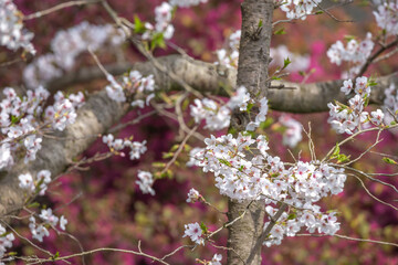 桜の花　春のイメージ