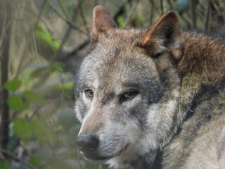 Wolf mit Blick in Kamera