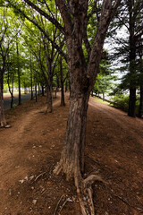 Fototapeta premium 산책로 사진