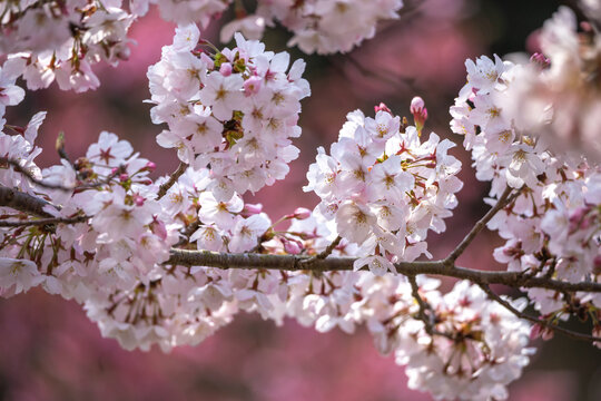 桜アップ の写真 ロイヤリティフリーの画像 グラフィック ベクターおよびビデオ Adobe Stock
