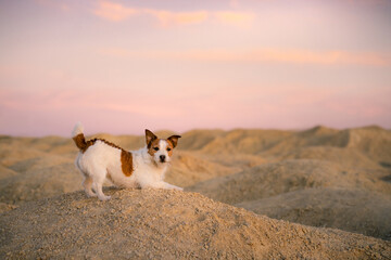 dog on a sandy quarry at sunset. Jack Russell Terrier through the hills of sand. Active pet