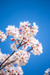 桜の花　春のイメージ