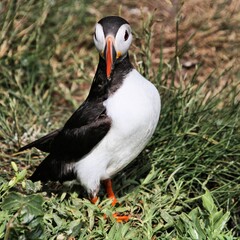 A view of an Atlantic Puffin