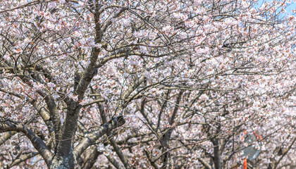 Fototapeta premium 桜の花 春のイメージ