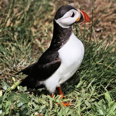 A view of an Atlantic Puffin