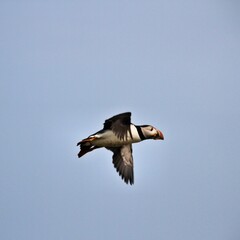 A Puffin in flight