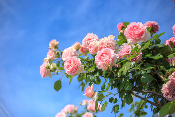 バラの花