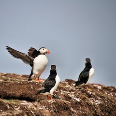 A Puffin in flight