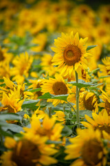ヒマワリの花　夏のイメージ
