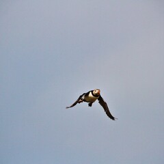 A Puffin in flight