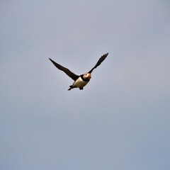 A Puffin in flight