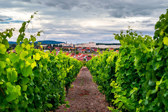 vineyard in Franken 