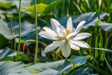 蓮の花　初夏のイメージ