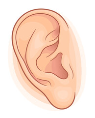 Human ear on the white background. Vector illustration. 