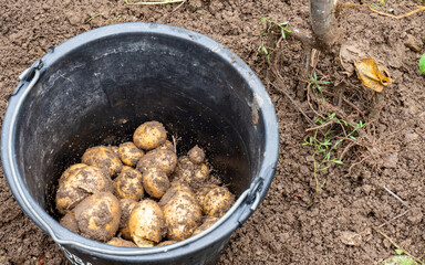 Eimer mit frischen Kartoffeln nach der Ernte