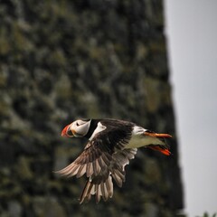 A Puffin in flight