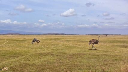 Dry season in the African savannah. Wildebeest grazes on yellow dry grass, ostrich walks. Blue sky with light clouds. Silhouettes of mountains on the horizon. Kenya. Amboseli park.