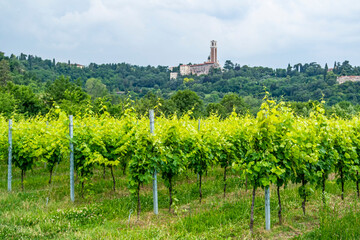 Fototapeta na wymiar View on the Sanctuary of the Madonna di Monte Berico among a vineyard in Vicenza., Veneto - Italy