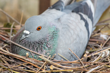 A dove in the nest