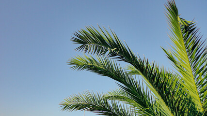 Fototapeta premium The sharp leaves of a palm tree. Palm leaf on nature green texture background