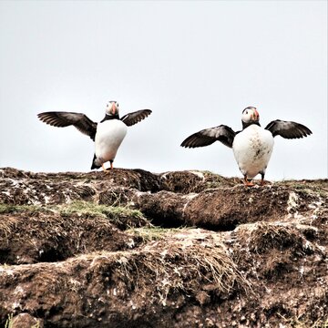 A view of an Atlantic Puffin