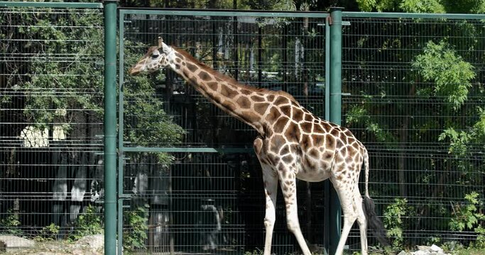 The glorious giraffe in the zoo goes somewhere. 4K