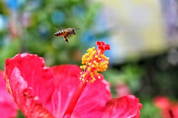 bee on a flower