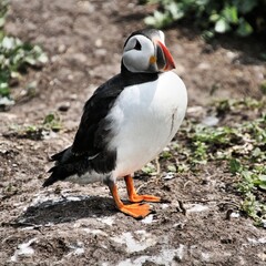 A view of an Atlantic Puffin