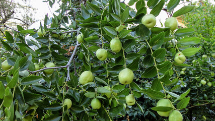 Fresh organic green apples hanging from the tree branch in an apple orchard