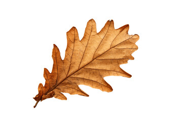 Close up on autumn oak leaf isolated on white background.