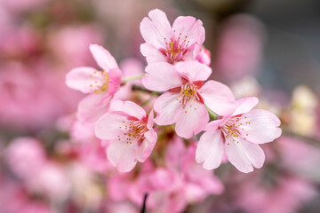 桜の花　春のイメージ